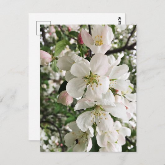 Carte Postale Pomme de feu (Devant / Derrière)