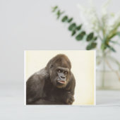 Carte Postale Pomme de Gorille (Debout devant)