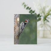 Carte Postale Pommeau à ventre jaune (homme) (Debout devant)