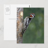 Carte Postale Pommeau à ventre jaune (homme) (Devant / Derrière)