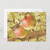 CARTE POSTALE POMMES (Devant / Derrière)