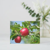 Carte Postale Pommes (Debout devant)