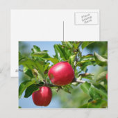 Carte Postale Pommes (Devant / Derrière)