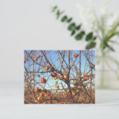 Carte Postale Pommes automnales (Debout devant)