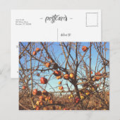 Carte Postale Pommes automnales (Devant / Derrière)