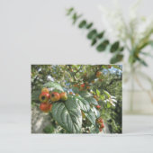 Carte Postale Pommes de crabe (Debout devant)