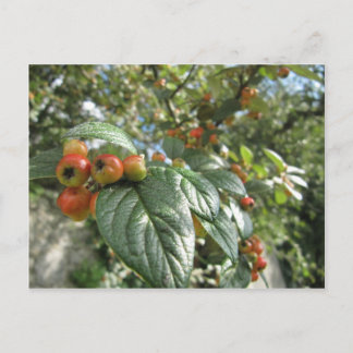 Carte Postale Pommes de crabe