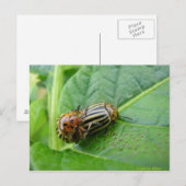 Carte Postale Pommes de terre (Devant / Derrière)