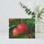 Carte postale Pommes d'été (Debout devant)