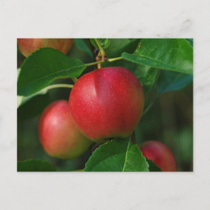 Carte postale Pommes d'été