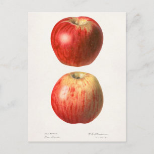 Carte Postale Pommes (Malus Domestica) Peinture à l'aquarelle au