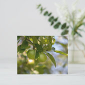 Carte Postale Pommes sur la branche (Debout devant)