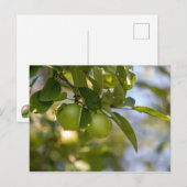 Carte Postale Pommes sur la branche (Devant / Derrière)