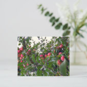 Carte Postale Pommes sur pommier (Debout devant)