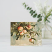Carte Postale Pommes sur une branche (Debout devant)