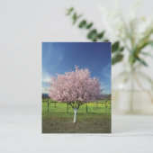 Carte Postale Pommier dans un champ, Napa Valley, Californie, (Debout devant)