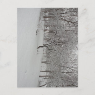 Carte Postale Pommier en hiver