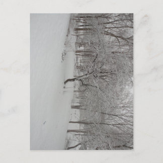 Carte Postale Pommier en hiver