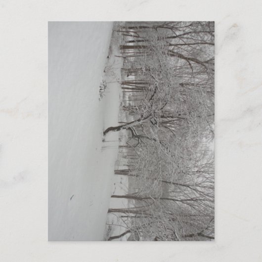 Carte Postale Pommier en hiver (Devant)