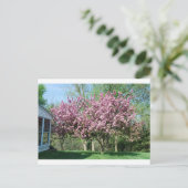 Carte Postale Pommiers à fleurs (Debout devant)