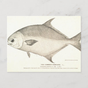 Carte Postale Pompano