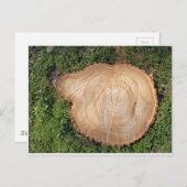 Carte Postale Pompe d'arbre fraîche coupée (Devant / Derrière)