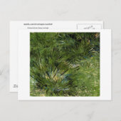 Carte Postale Pompes d'herbe, Vincent van Gogh (Devant / Derrière)
