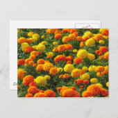 Carte Postale Pompom Chrysanthèmes, Roath Park, Cardiff, Pays de (Devant / Derrière)