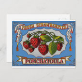 Carte Postale Ponchatoula, LA Fraises (Devant / Derrière)