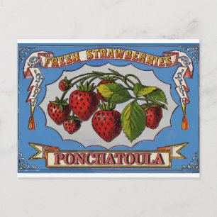 Carte Postale Ponchatoula, LA Fraises