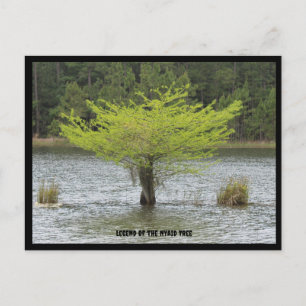 Carte postale Pond Cypress Legend