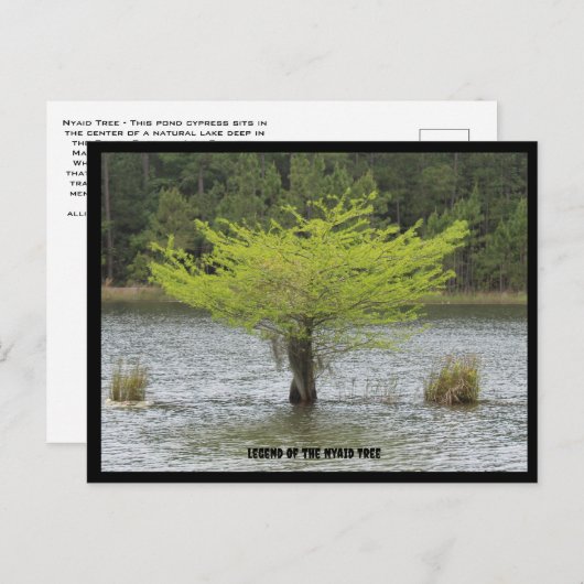 Carte postale Pond Cypress Legend (Devant / Derrière)