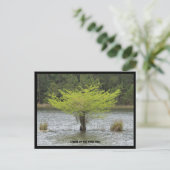 Carte postale Pond Cypress Legend (Debout devant)