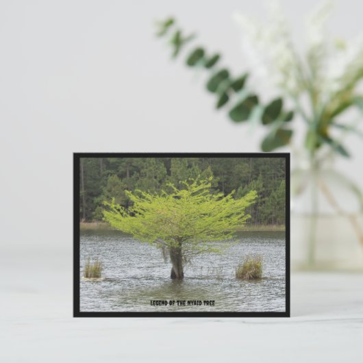 Carte postale Pond Cypress Legend (Debout devant)