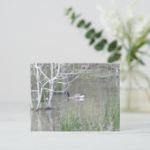 Carte Postale Pond Goose (Debout devant)