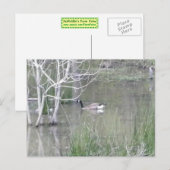 Carte Postale Pond Goose (Devant / Derrière)