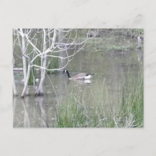 Carte Postale Pond Goose