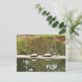 Carte postale Pond Turtle (Debout devant)