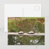 Carte postale Pond Turtle (Devant / Derrière)