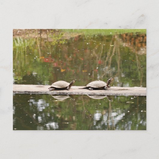 Carte postale Pond Turtle (Devant)