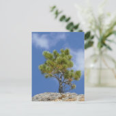 Carte Postale Ponderosa Pine Tree, Custer, SD - (Debout devant)