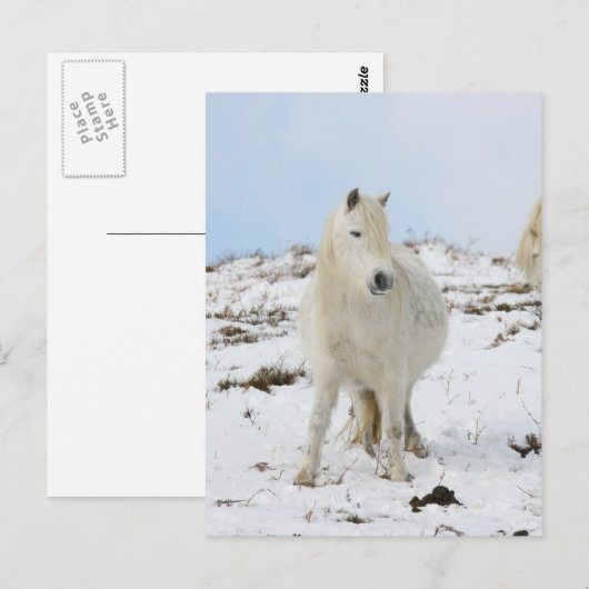 Carte Postale Poney (Devant / Derrière)