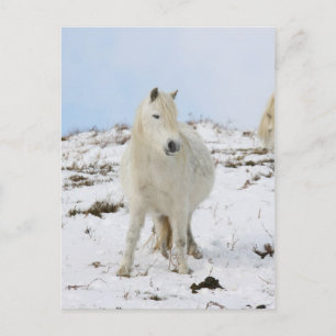 Carte Postale Poney