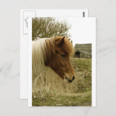 Carte Postale poney (Devant / Derrière)