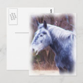 Carte Postale poney (Devant / Derrière)