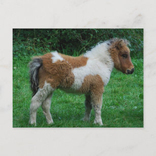Carte Postale Poney adorable pelucheux de Dartmoor