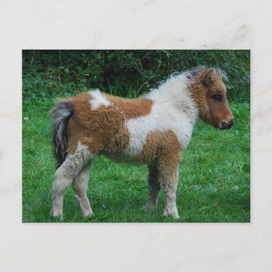Carte Postale Poney adorable pelucheux de Dartmoor (Devant)
