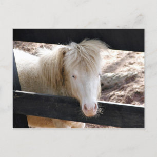 Carte Postale Poney albino