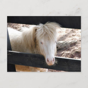 Carte Postale Poney albino