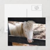 Carte Postale Poney albino (Devant / Derrière)